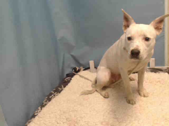 Snoopy, a Pit Bull Terrier, available for adoption