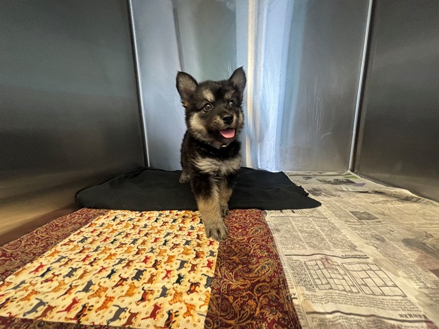 Bunny, a German Shepherd, available for adoption