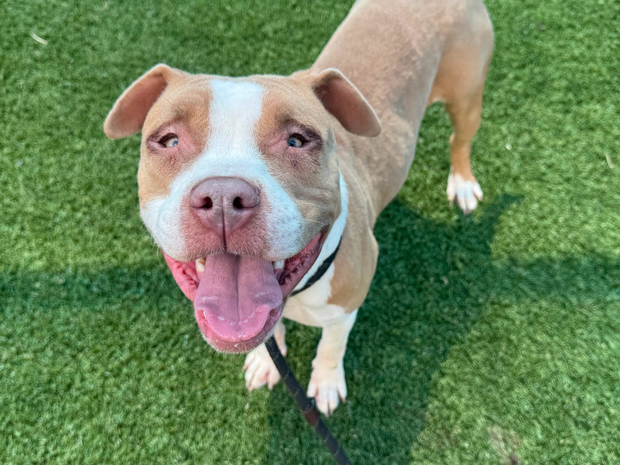 Deana, a American Staffordshire Terrier, available for adoption