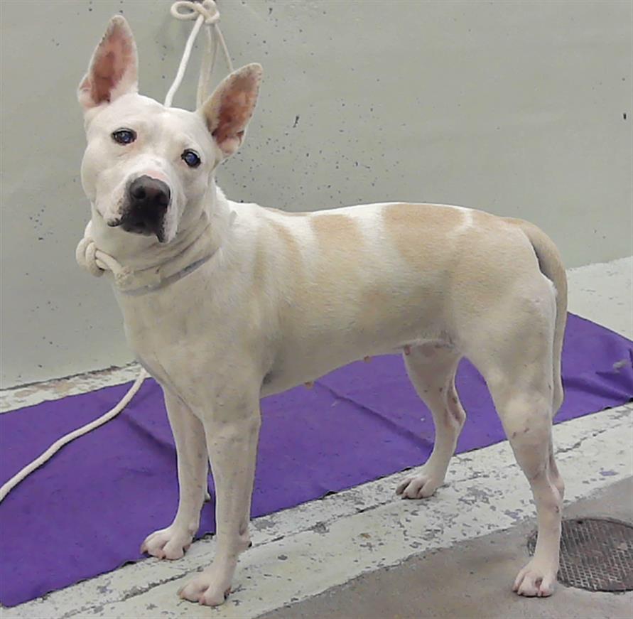 Blanquita, a American Staffordshire Terrier (mix breed), available for adoption