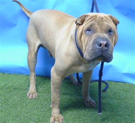 A5791785, a Shar Pei, available for adoption