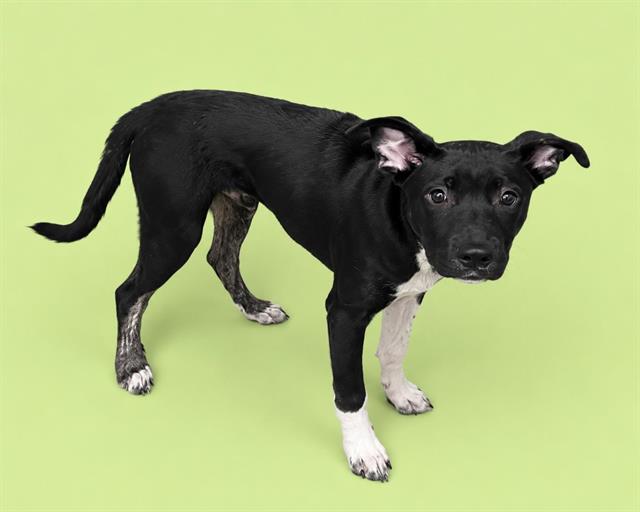 Scorpio, a Pit Bull Terrier (mix breed), available for adoption