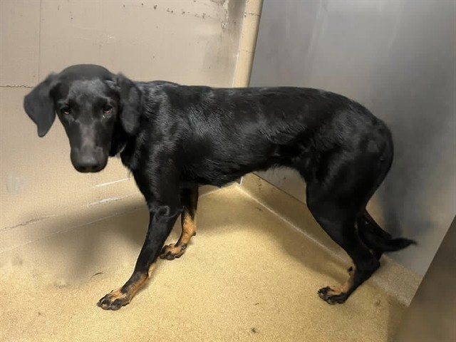 Tyra, a Doberman Pinscher, available for adoption