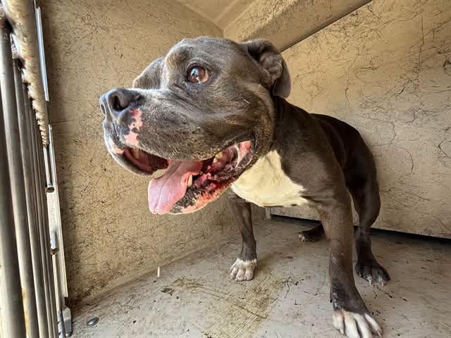 A478607, a American Bulldog, available for adoption