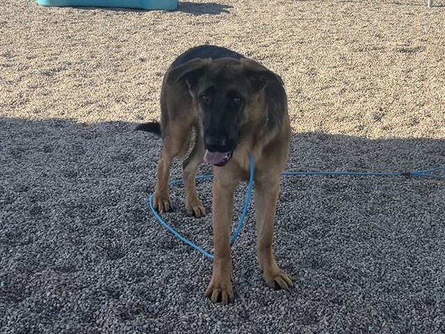 Tiger, a Belgian Shepherd Malinois (mix breed), available for adoption