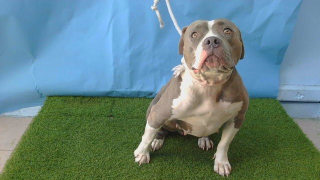 A5792590, a Bullmastiff, available for adoption