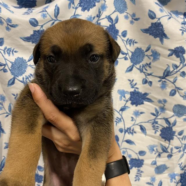 Rosie, a Belgian Shepherd Malinois, available for adoption