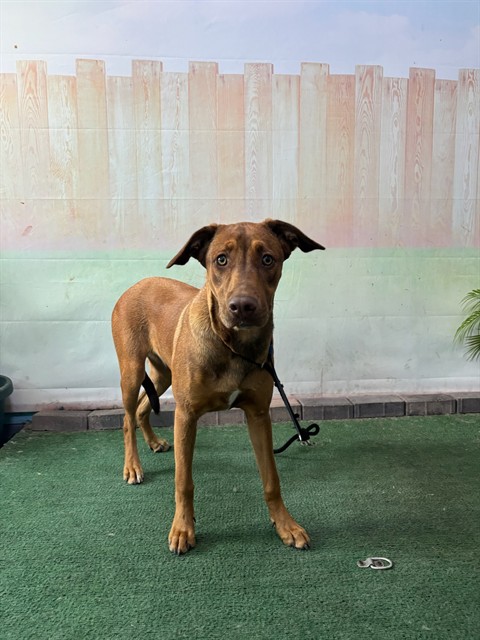 Mj, a Labrador Retriever, available for adoption