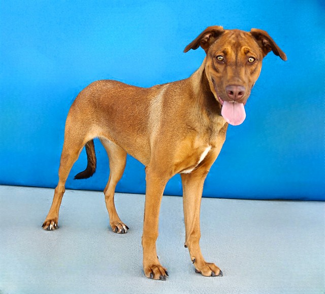 Adoptable pet photo