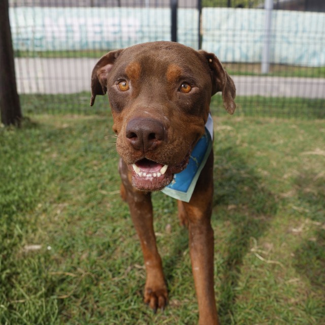 Marco, a Doberman Pinscher, available for adoption