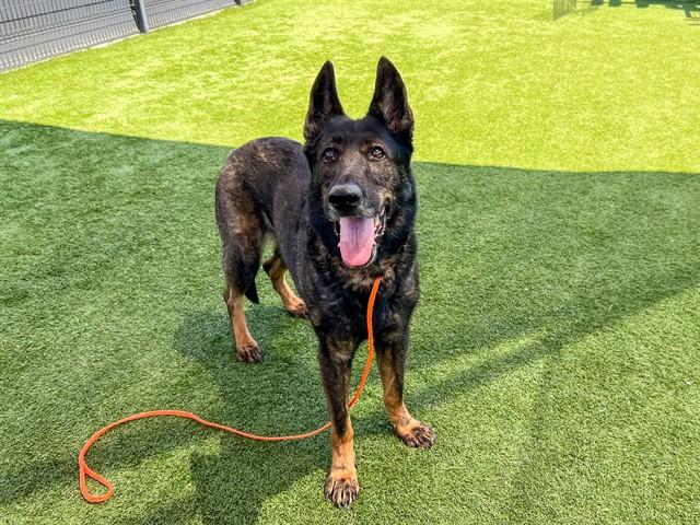 Katana, a Dutch Shepherd, available for adoption