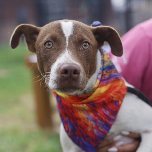 Brailley, a Terrier (mix breed), available for adoption