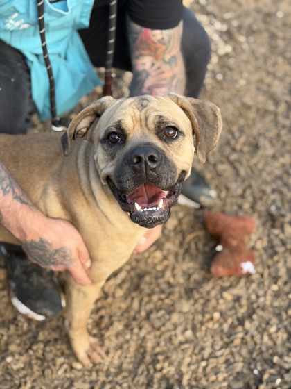 Brawny, a Cane Corso Mastiff (mix breed), available for adoption