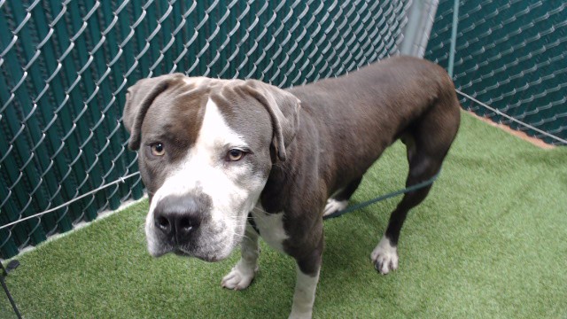 Adoptable pet photo