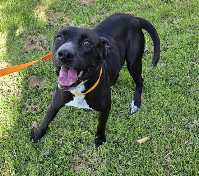 Adoptable pet photo