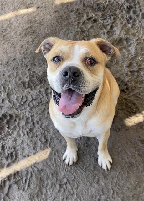 Adoptable pet photo