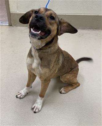 Adoptable pet photo