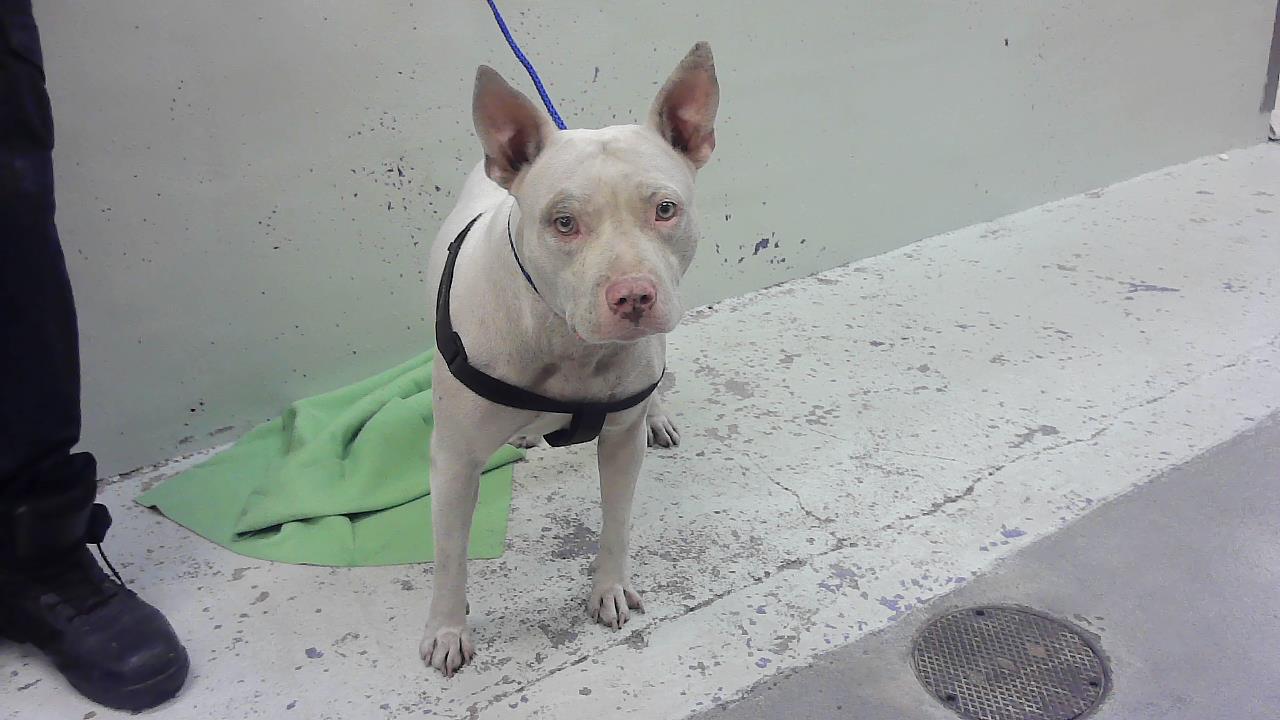 Adoptable pet photo