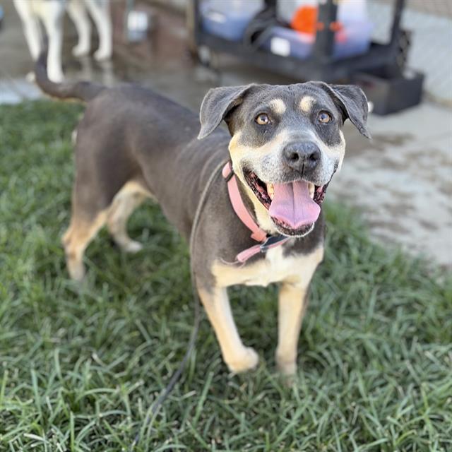 Adoptable pet photo