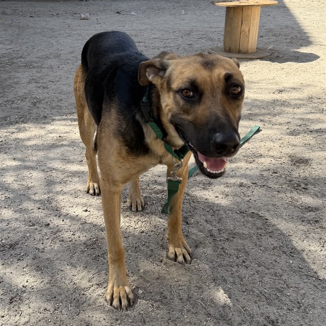 Ray, a German Shepherd (mix breed), available for adoption