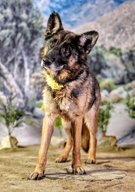 Monica, a German Shepherd, available for adoption