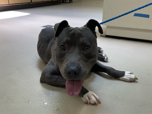 Taylor, a Pit Bull Terrier, available for adoption