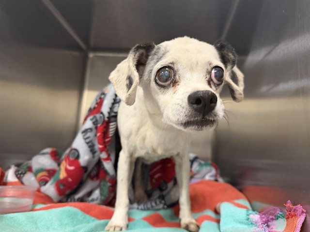 A1932771, a Chihuahua, available for adoption