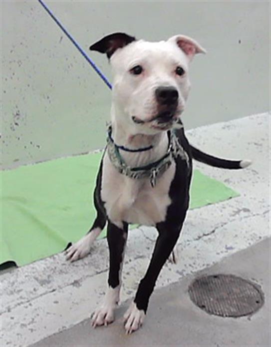 Muffin, a Staffordshire Bull Terrier (mix breed), available for adoption