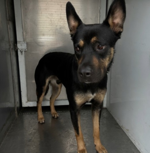 Ace, a German Pinscher (mix breed), available for adoption