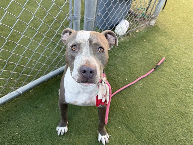Biscotti, a Bullmastiff (mix breed), available for adoption