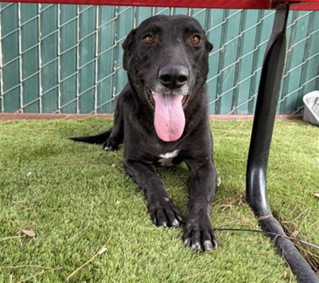 Wendy, a Pit Bull Terrier (mix breed), available for adoption