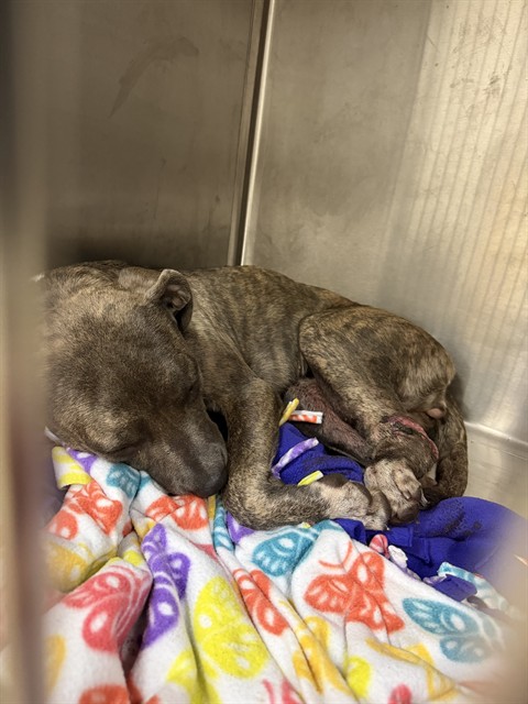 A480094, a Pit Bull Terrier, available for adoption