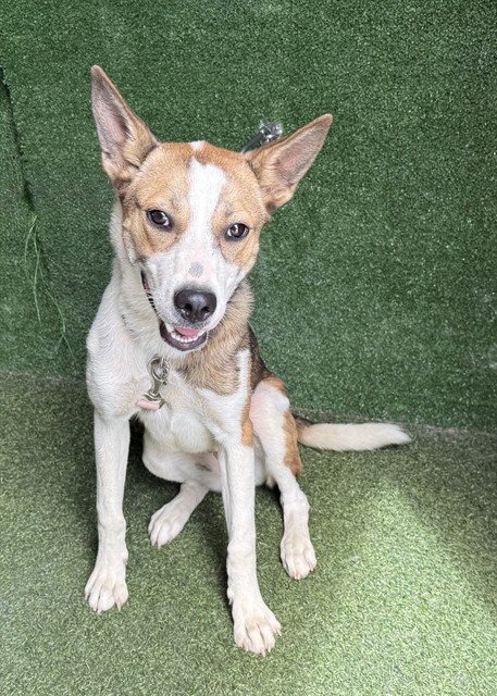Honey, a Australian Cattle Dog/Blue Heeler, available for adoption