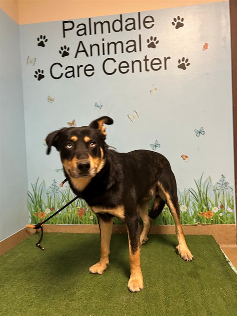 Boombah, a German Shepherd, available for adoption