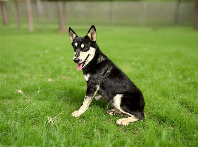 Mr Mutton, a Siberian Husky, available for adoption
