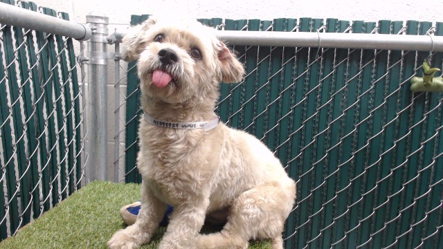 A5799924, a Shih Tzu, available for adoption