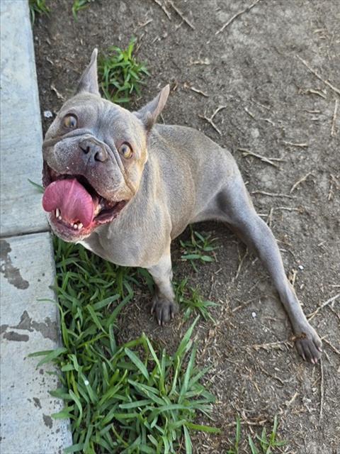 Blossom, a French Bulldog, available for adoption