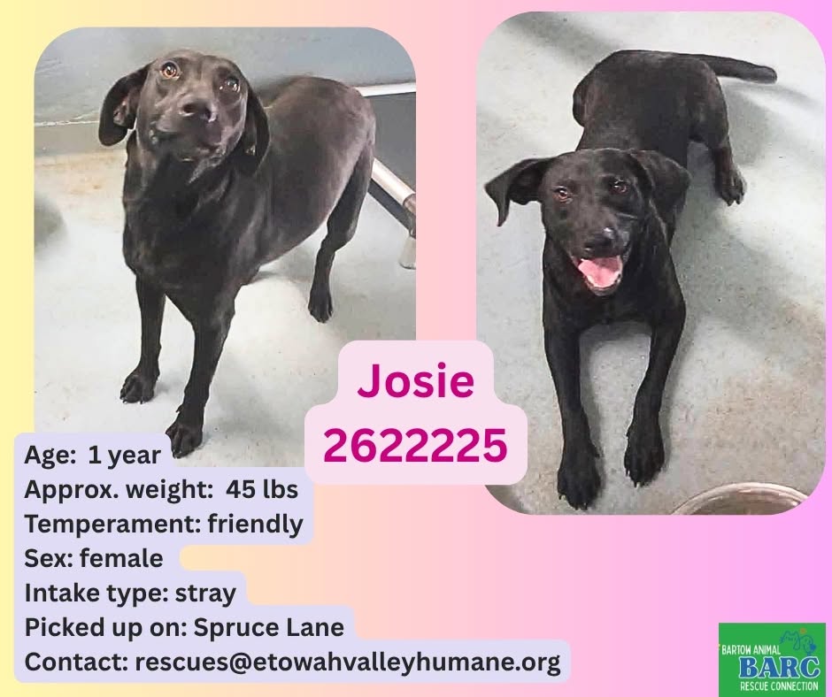 Josie, a Labrador Retriever, available for adoption