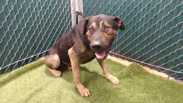 Benji, a German Shepherd, available for adoption