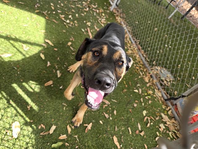 Benji, a German Shepherd, available for adoption