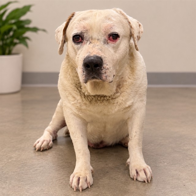 Guero, a Bullmastiff, available for adoption