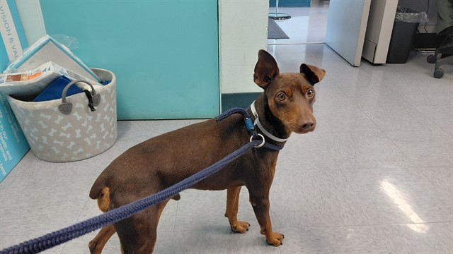Carson, a Miniature Pinscher, available for adoption