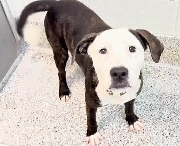 Otis, a American Staffordshire Terrier, available for adoption