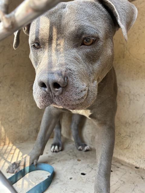 A480548, a American Staffordshire Terrier (mix breed), available for adoption