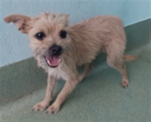 Boo, a Chihuahua, available for adoption