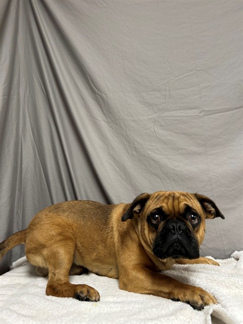 Ottis, a Pug, available for adoption