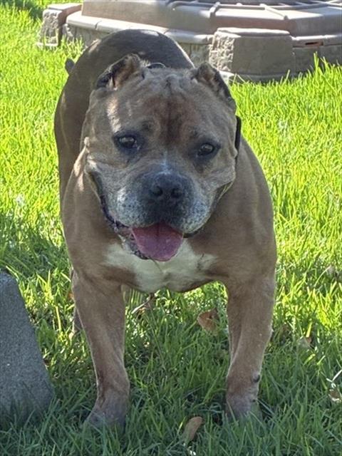 Chester, a American Bulldog (mix breed), available for adoption