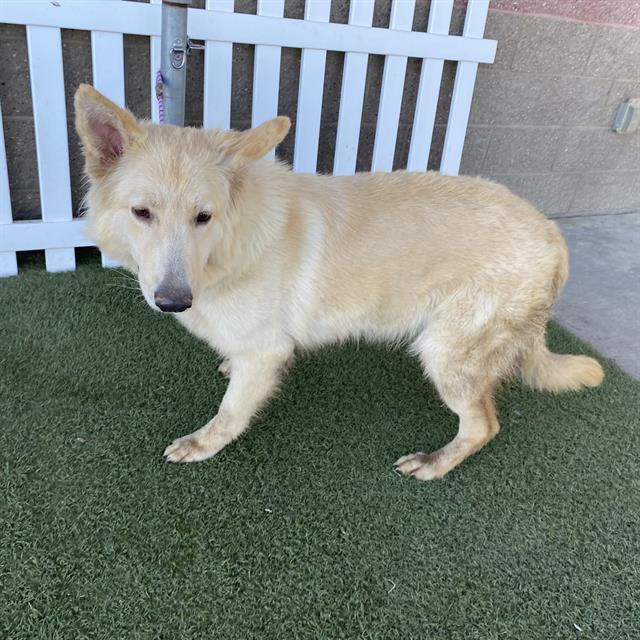 Lassie, a Siberian Husky, available for adoption