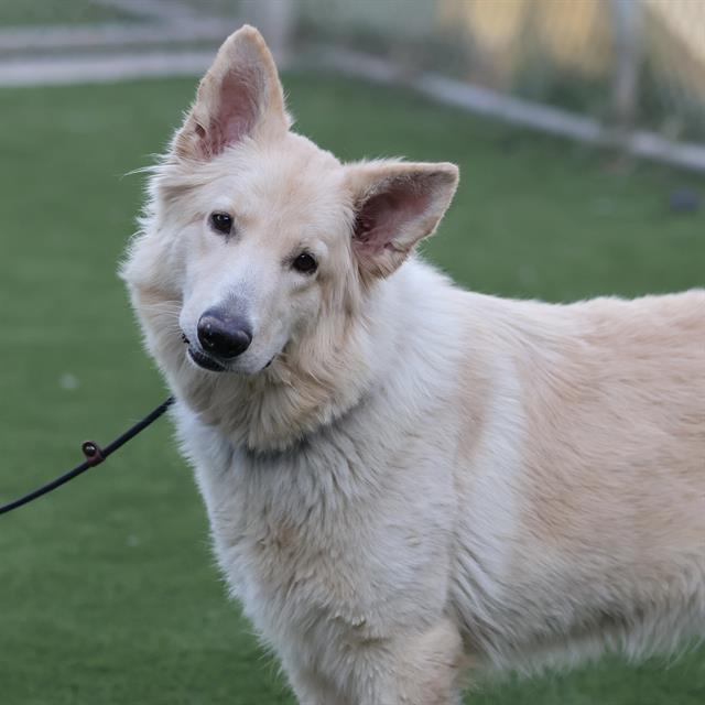 Lassie, a Siberian Husky, available for adoption