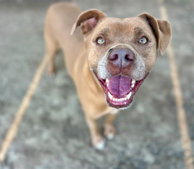 Bobby, a Pit Bull Terrier, available for adoption